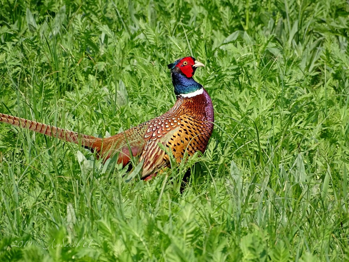 Ring-necked Pheasant - Александр Любимов