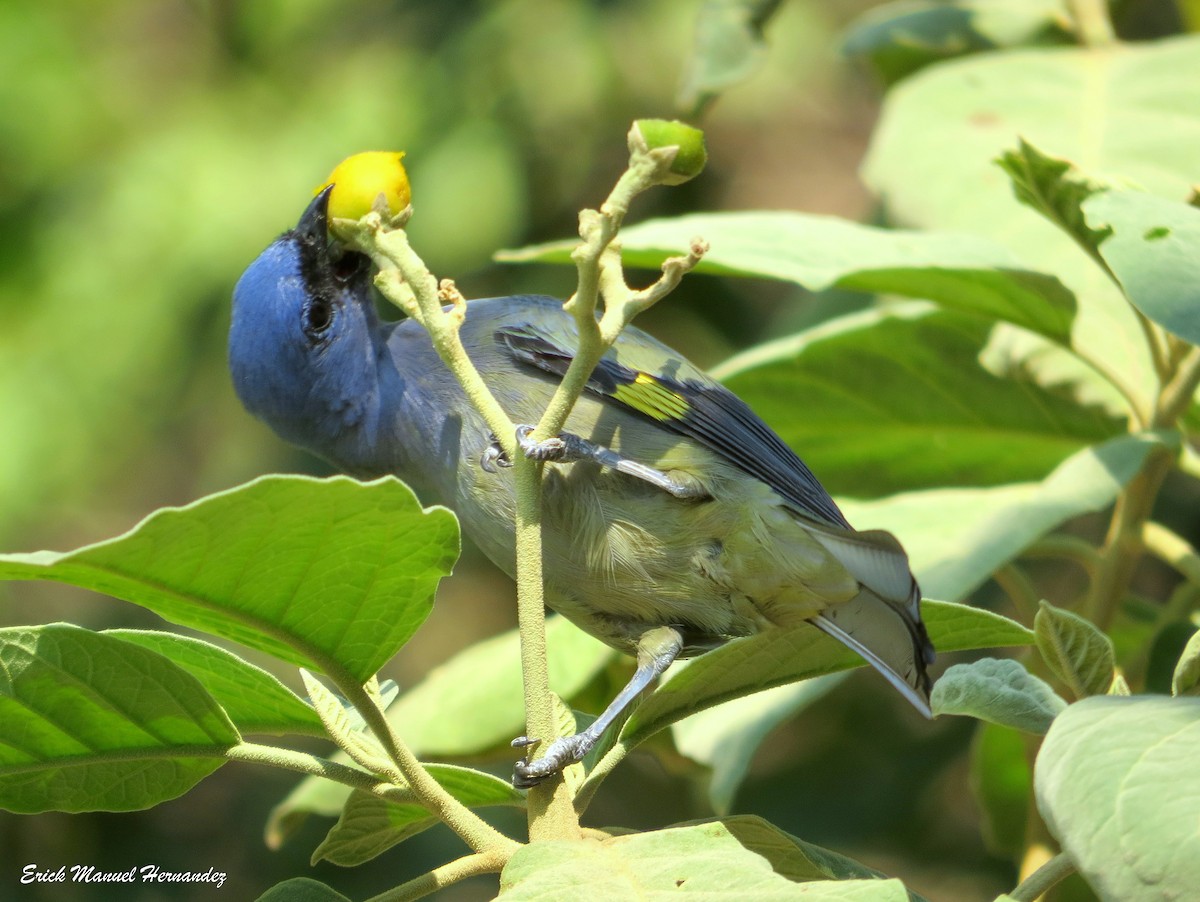 Yellow-winged Tanager - ML154190401