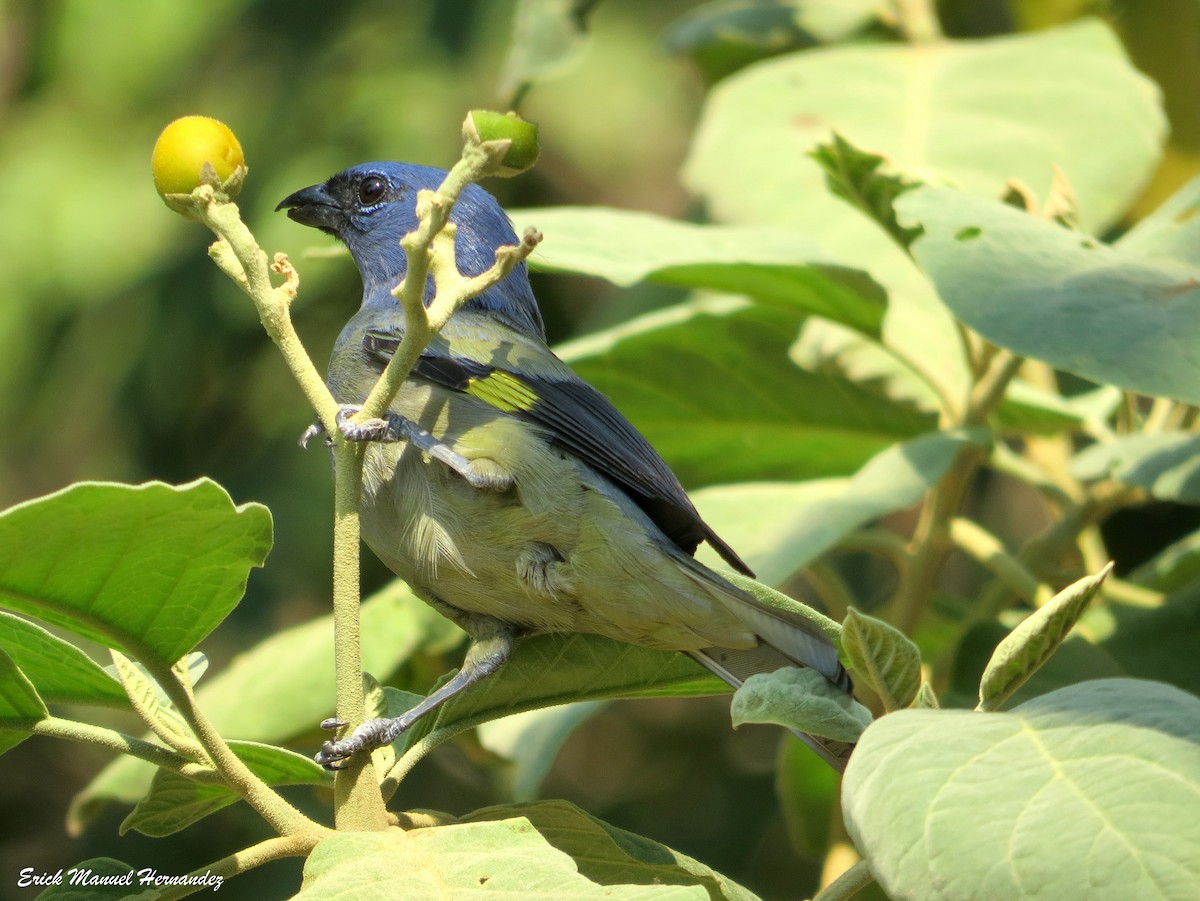 Yellow-winged Tanager - ML154190411