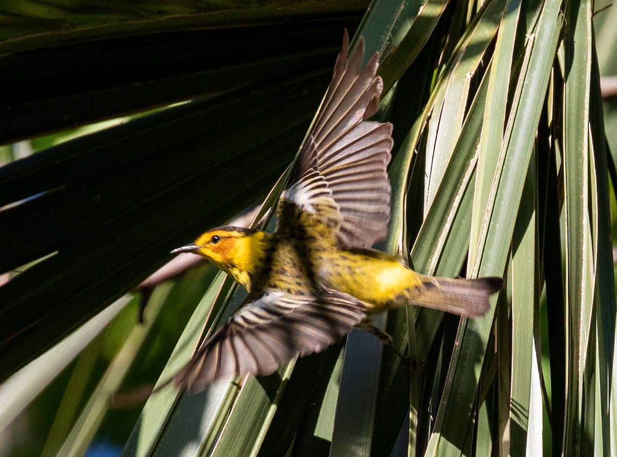 Cape May Warbler - Don Christian
