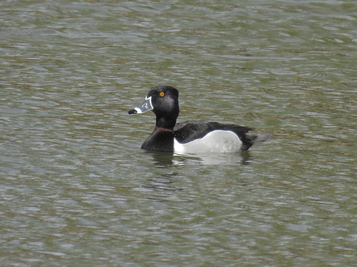 Ring-necked Duck - Sherry Beswetherick