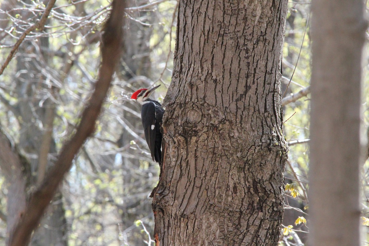 Pileated Woodpecker - ML154197281