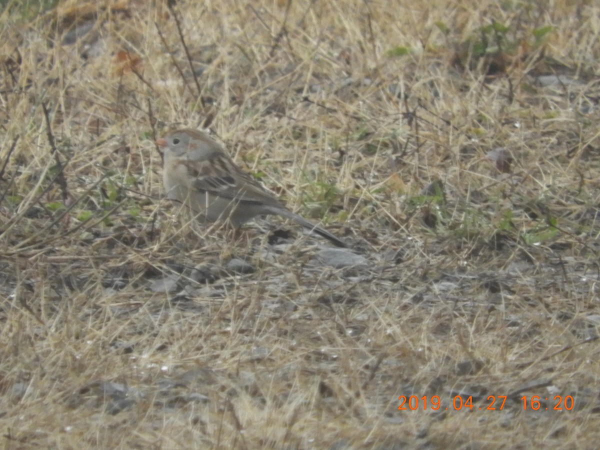 Field Sparrow - ML154199891