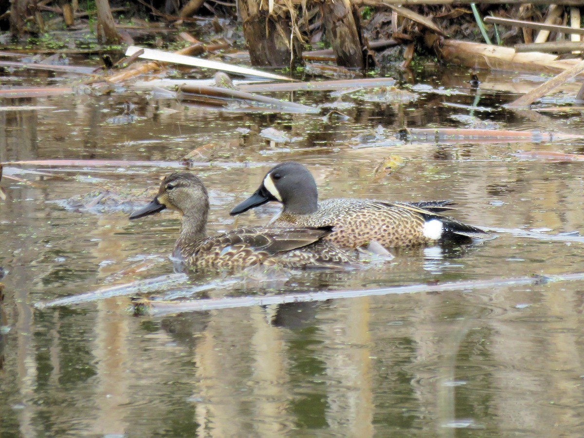 Blue-winged Teal - ML154199931