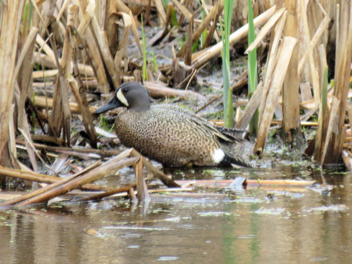 Blue-winged Teal - ML154199951