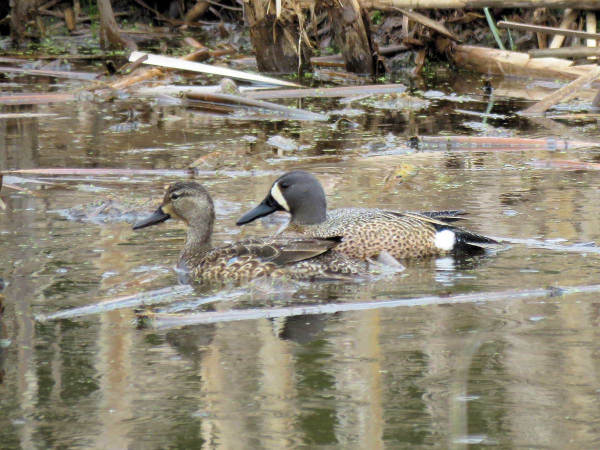 Blue-winged Teal - ML154199981