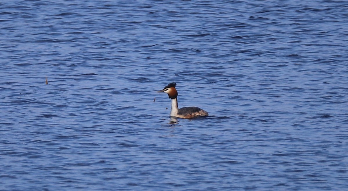 Great Crested Grebe - ML154203101