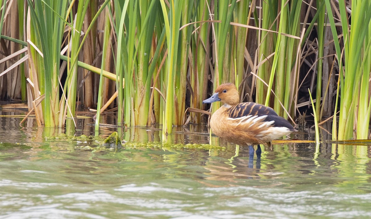 Fulvous Whistling-Duck - ML154206801