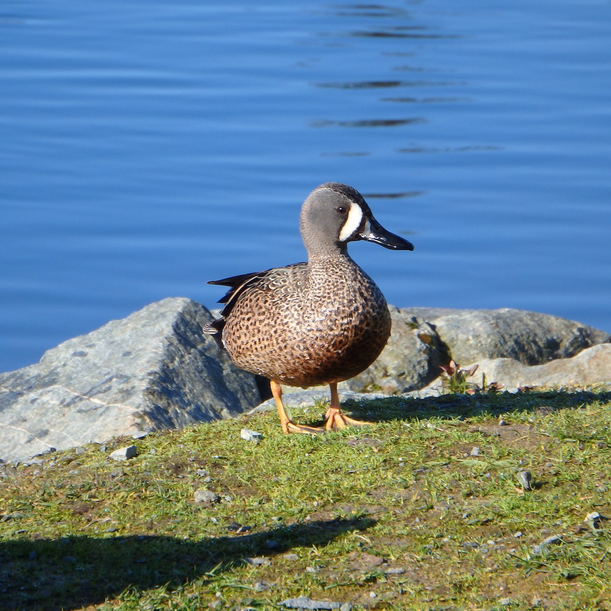 Blue-winged Teal - ML154212721