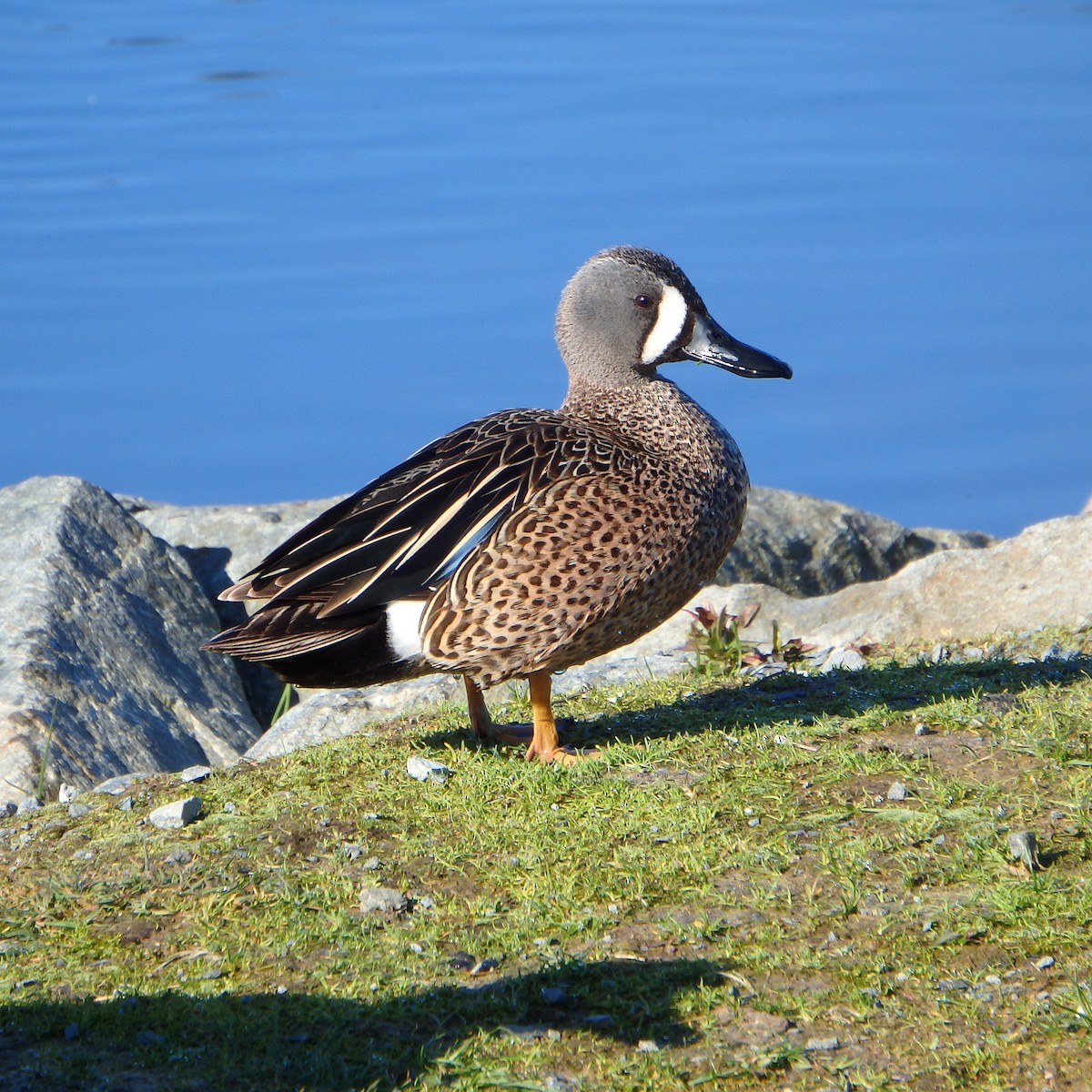 Blue-winged Teal - ML154212751