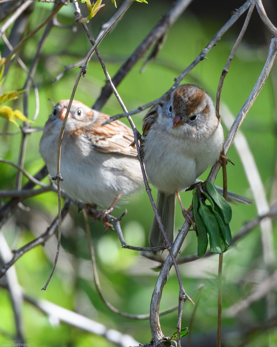 Field Sparrow - ML154213001