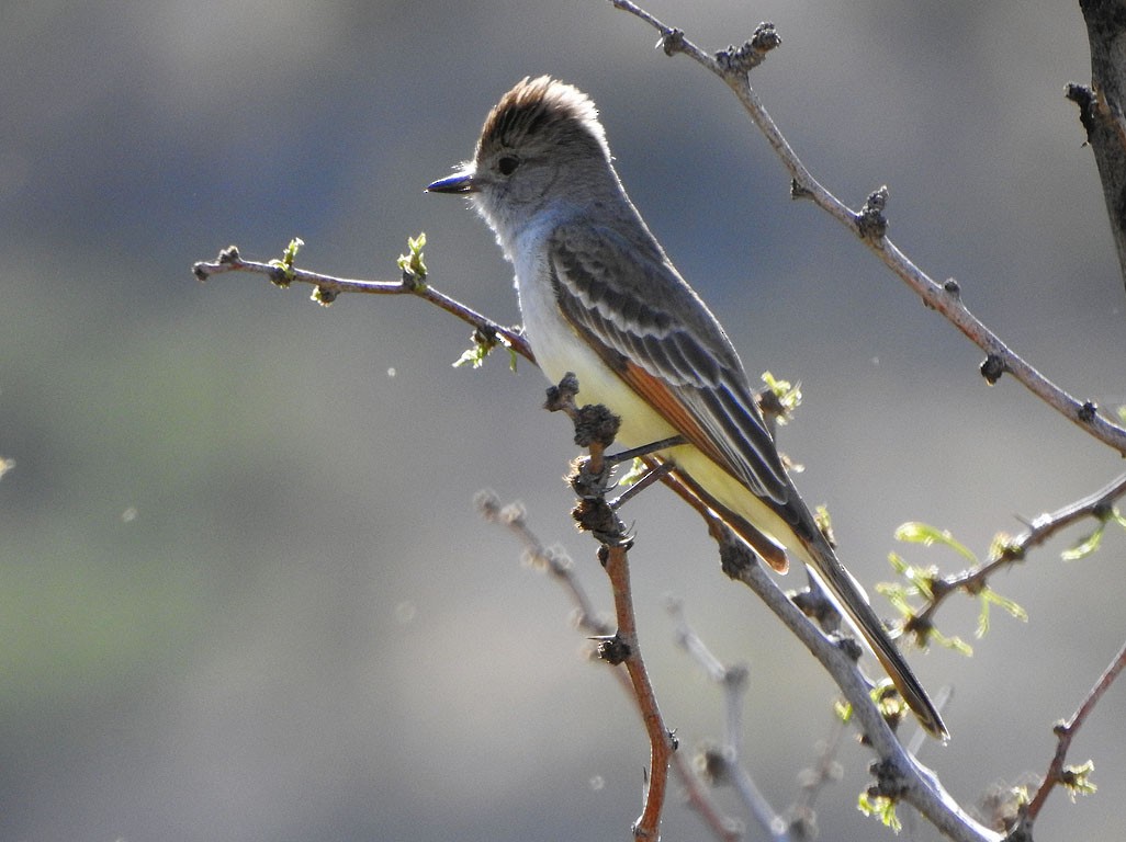 Ash-throated Flycatcher - Ad Konings