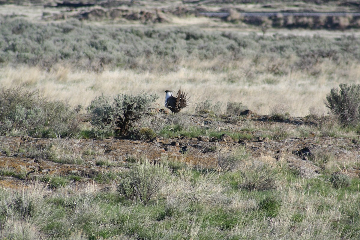 Greater Sage-Grouse - Hilary Turner