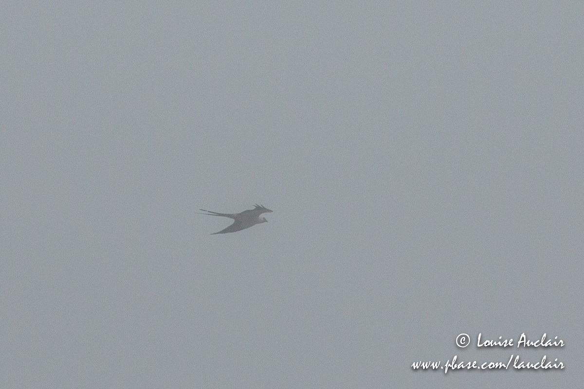 Swallow-tailed Kite - Louise Auclair