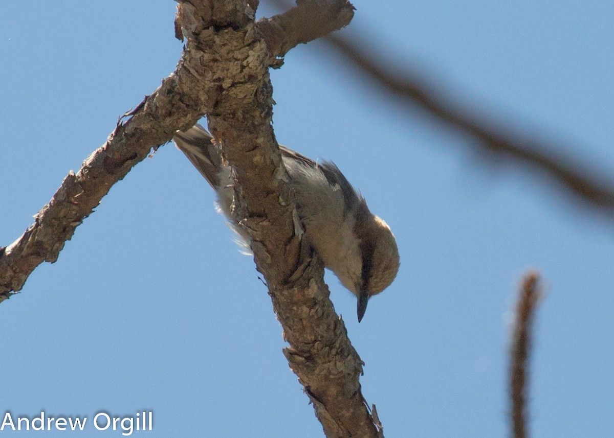 Brown-headed Nuthatch - ML154217051