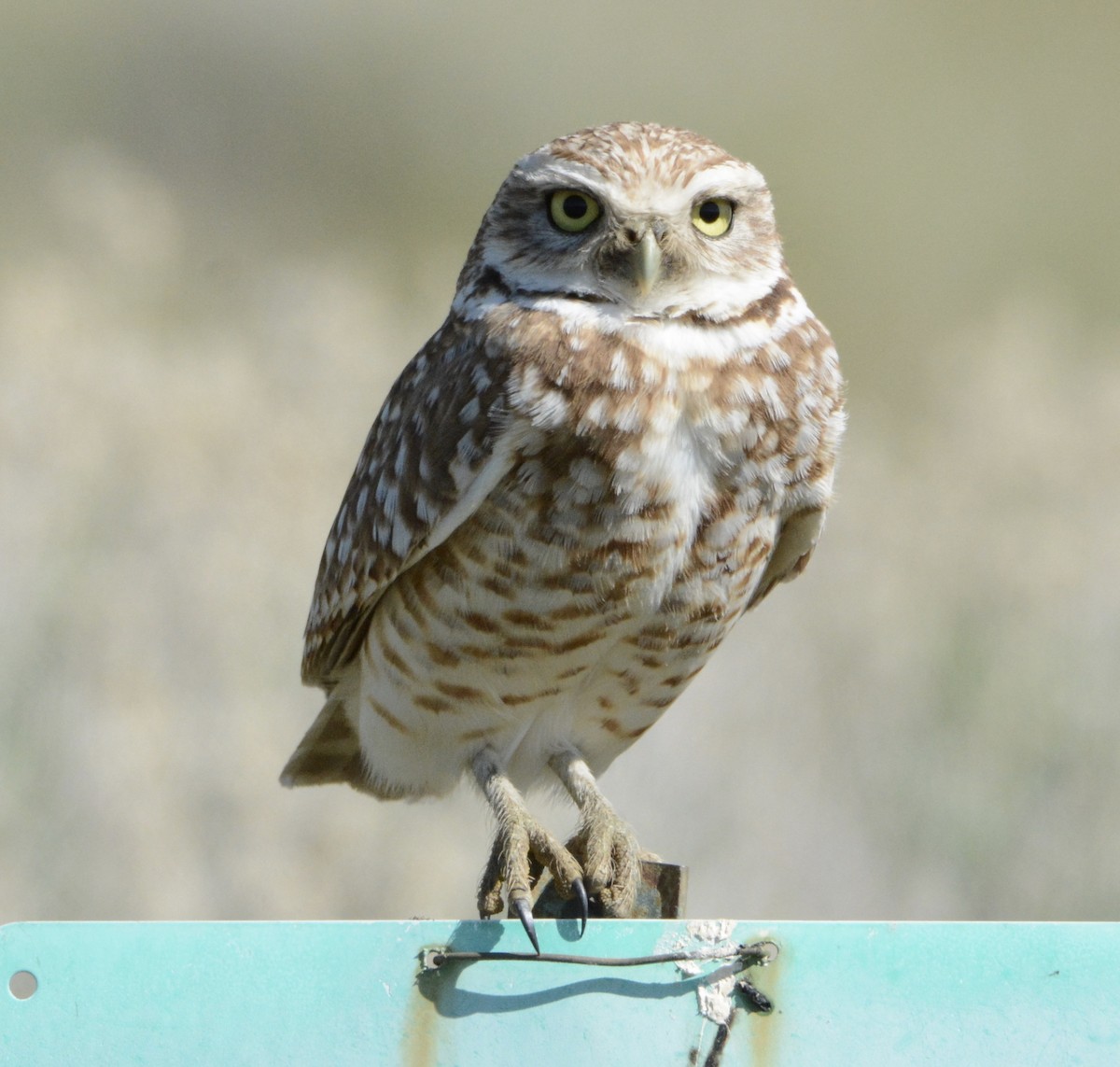 Burrowing Owl - Taylor Abbott