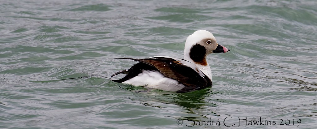 Long-tailed Duck - ML154220241