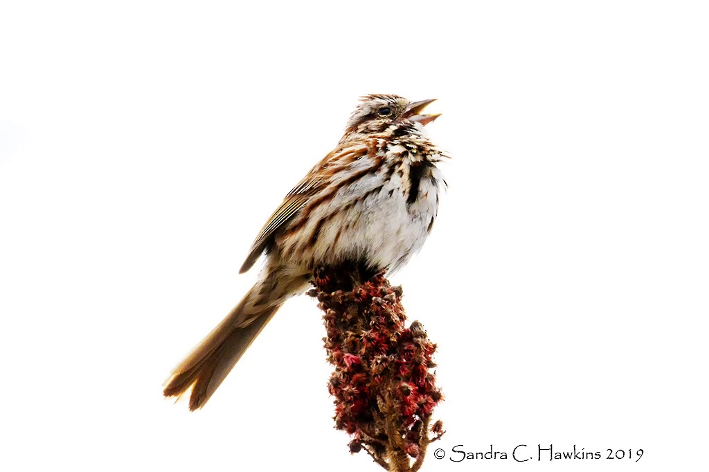 Song Sparrow - Sandra Hawkins
