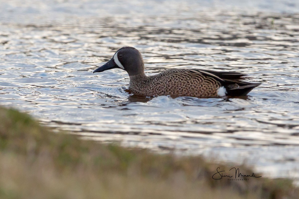 Blue-winged Teal - ML154222541