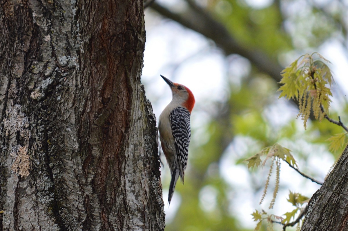 Red-bellied Woodpecker - Brett Hillman