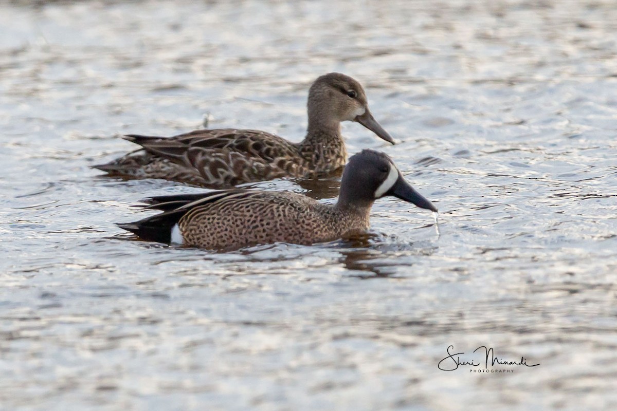 Blue-winged Teal - ML154223321