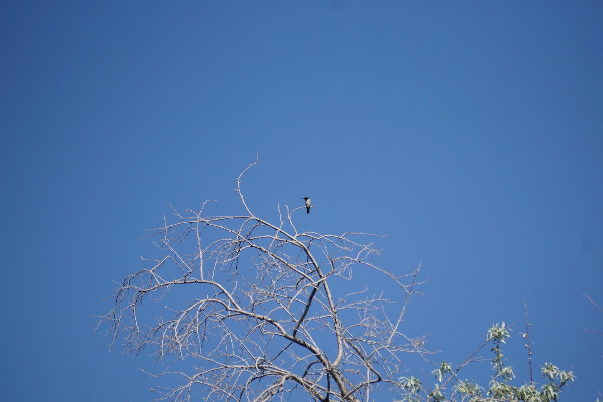 Kara Boğazlı Kolibri - ML154223401