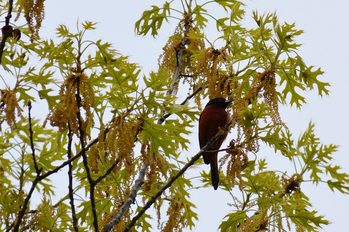 Orchard Oriole - ML154223531