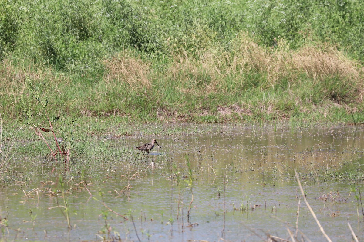 Long-billed Dowitcher - Bob White