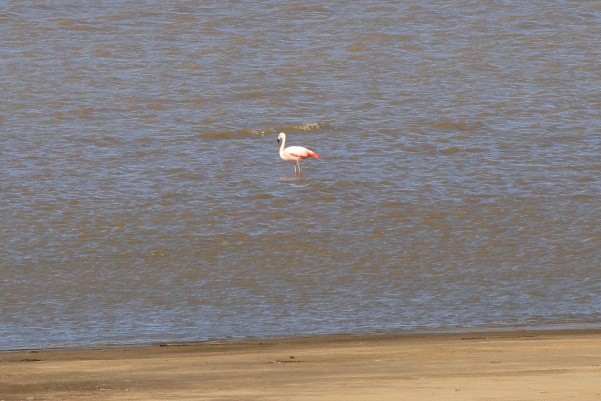 Chilean Flamingo - ML154226421