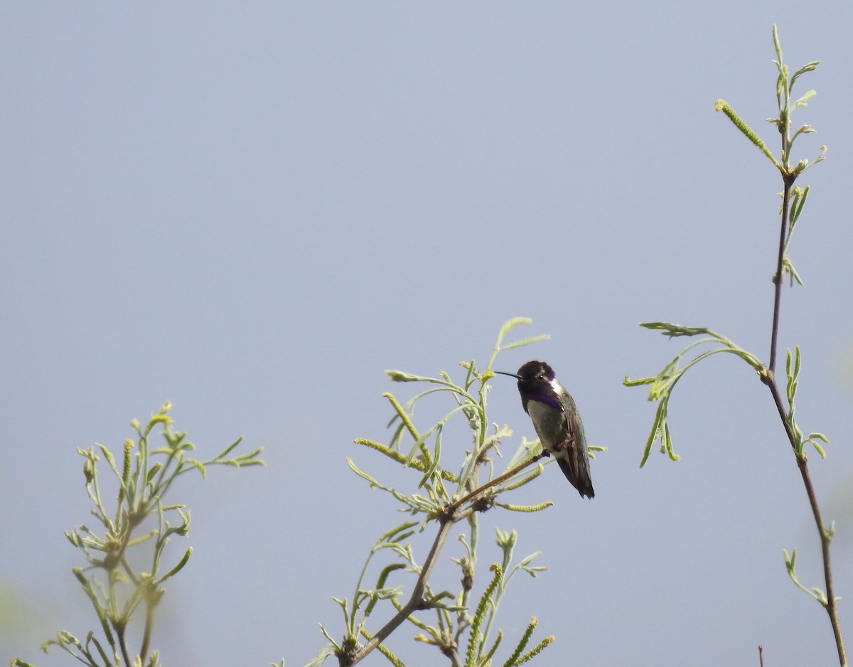 Costa's Hummingbird - Judith Ellyson