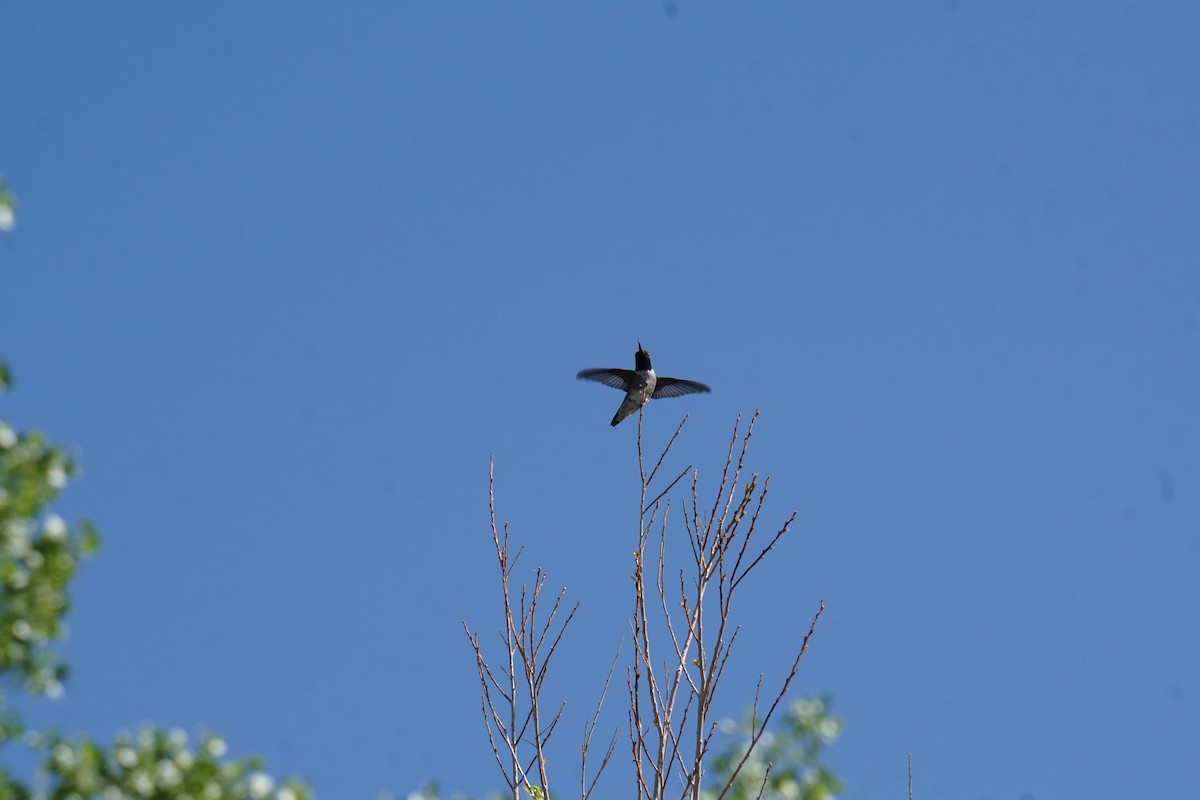 Black-chinned Hummingbird - ML154228191