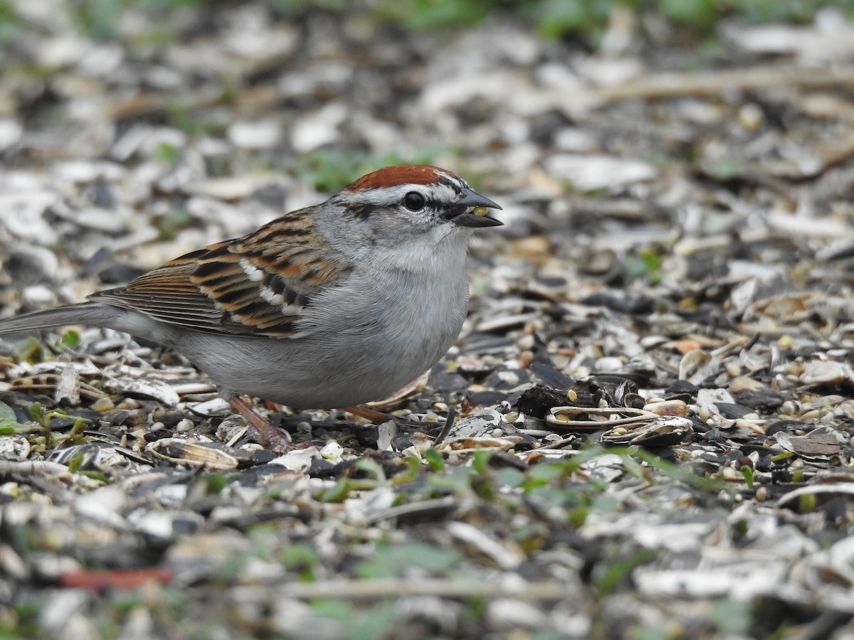 Chipping Sparrow - Weston Barker