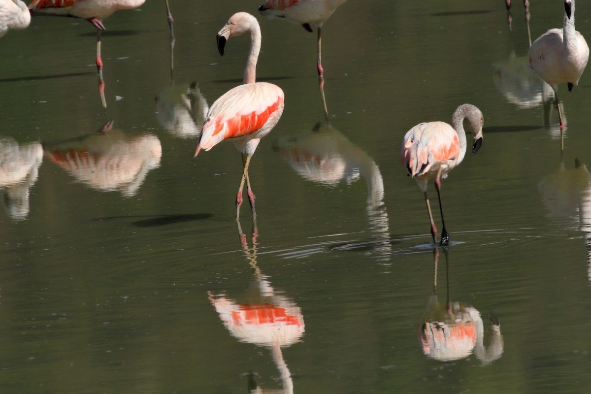 Chilean Flamingo - ML154231771