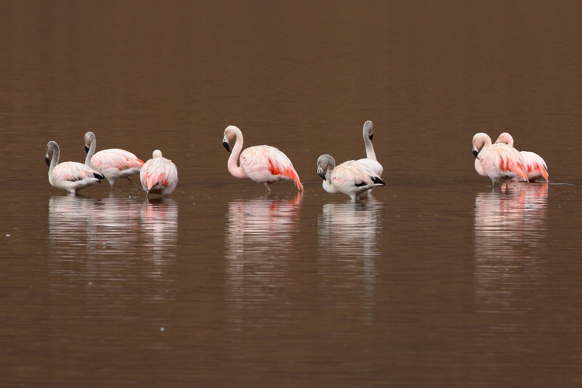 Chilean Flamingo - ML154232221