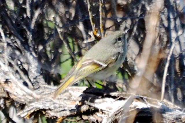 Ruby-crowned Kinglet - Vern Tunnell