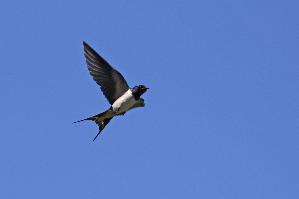 Barn Swallow - ML154235651