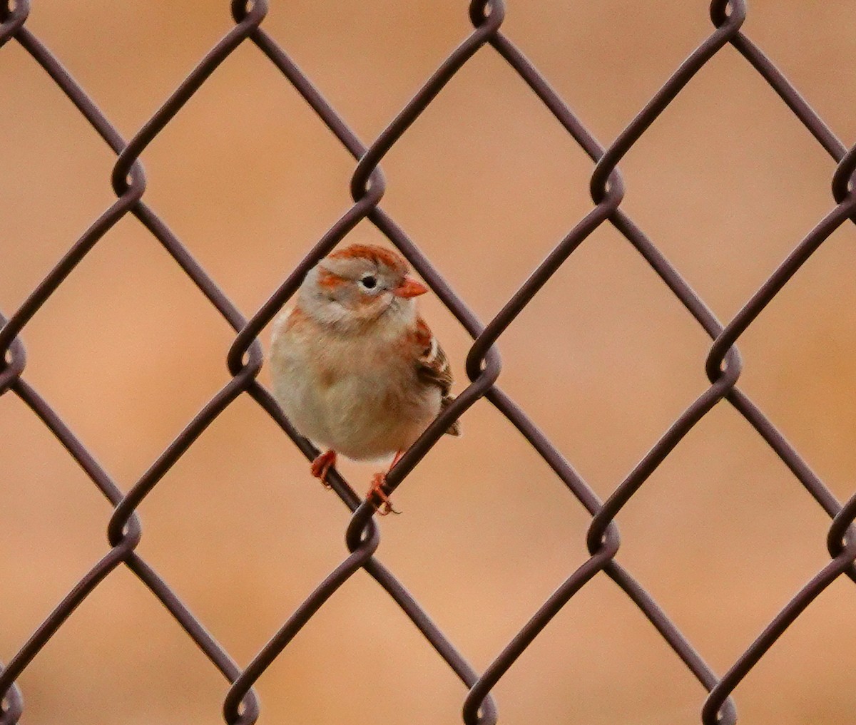 Field Sparrow - Larry Theller