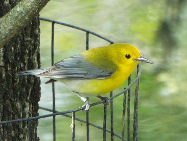Prothonotary Warbler - ML154237621