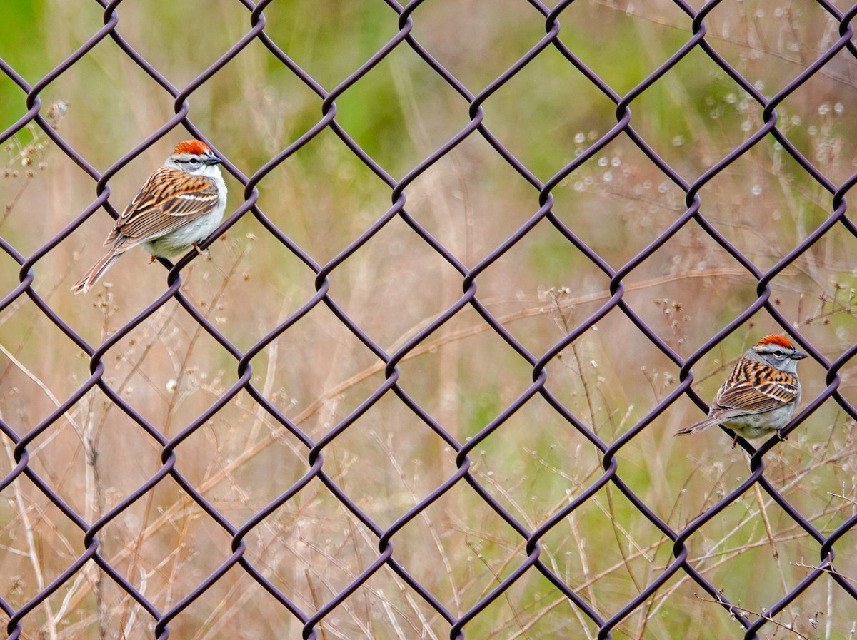 Chipping Sparrow - Larry Theller