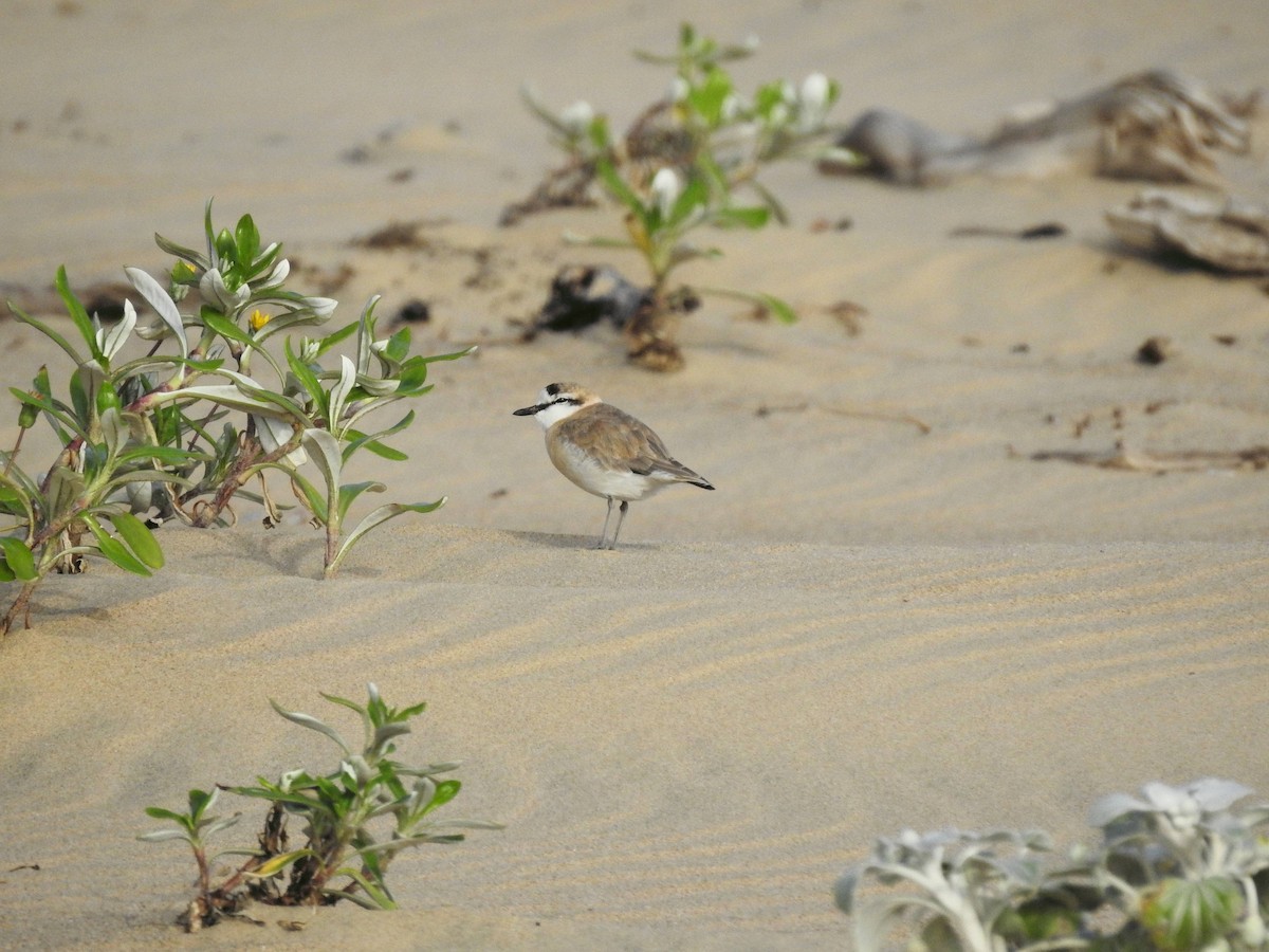 White-fronted Plover - ML154239001
