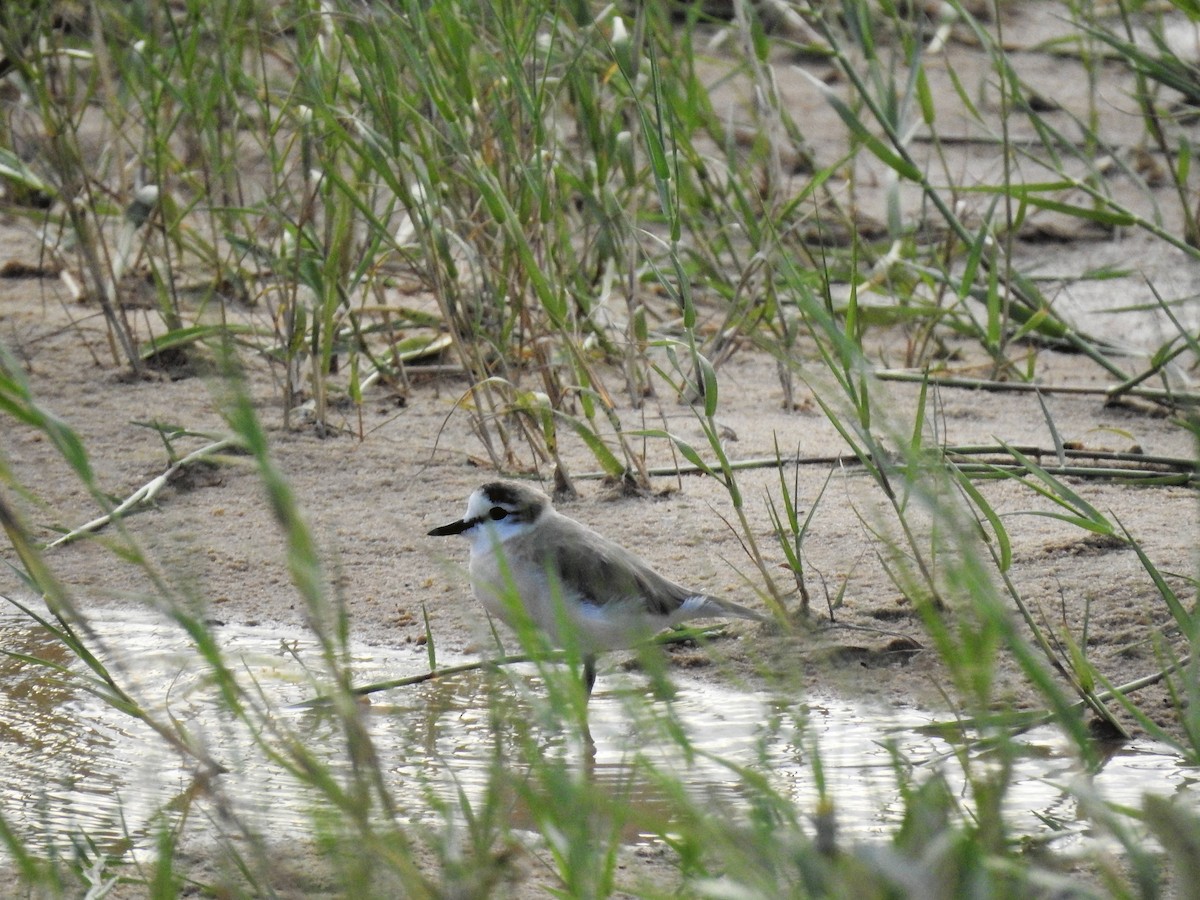 White-fronted Plover - ML154239101
