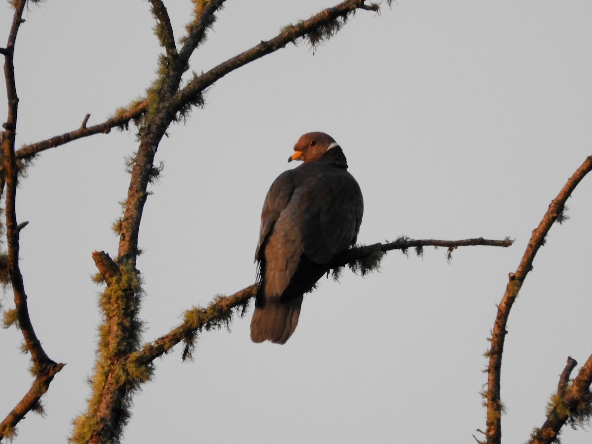 Band-tailed Pigeon - ML154241101
