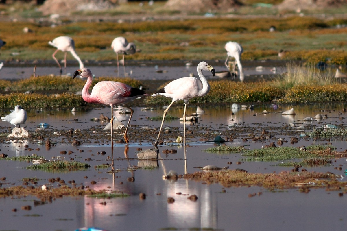 Andean Flamingo - ML154242551
