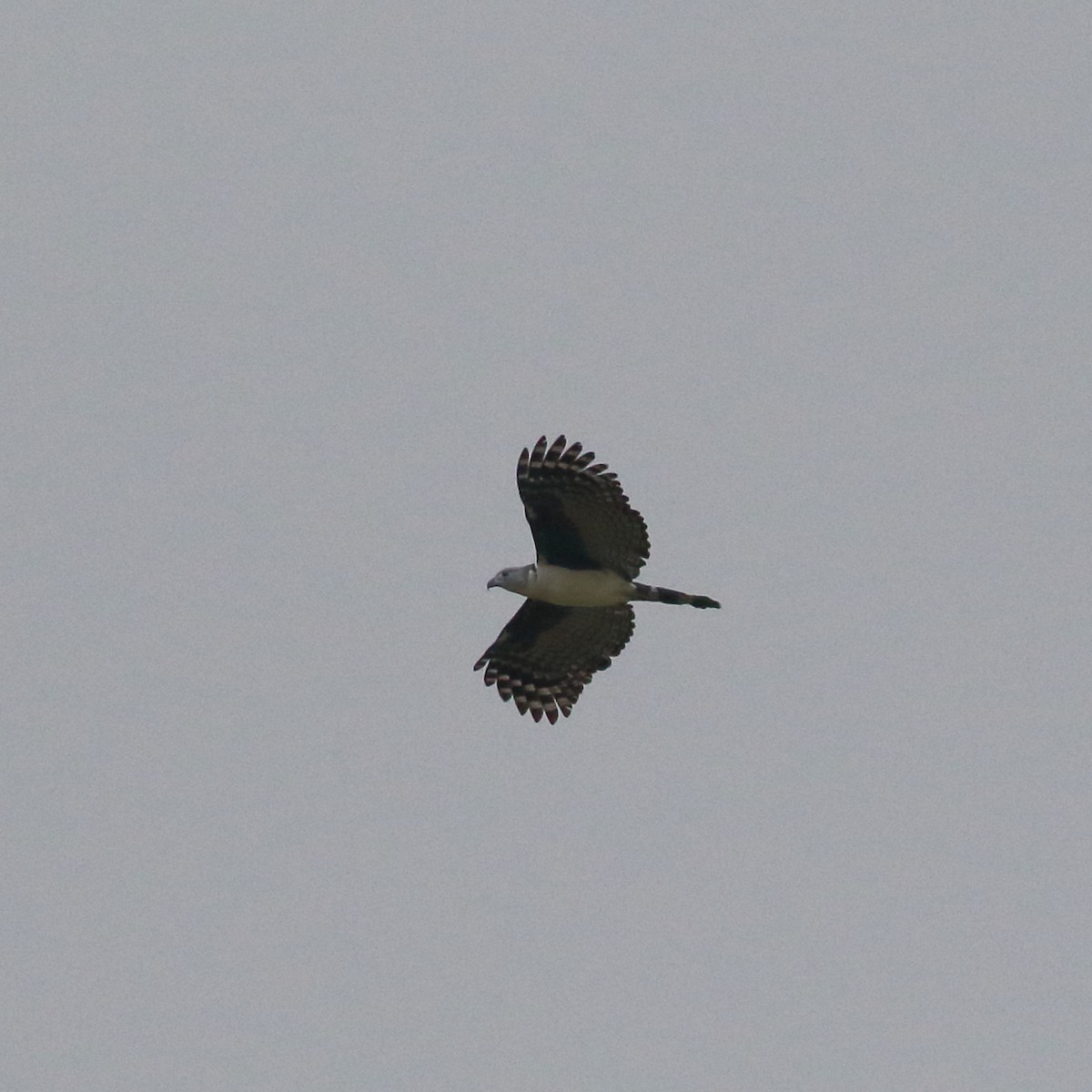 Gray-headed Kite - Douglas Faulder