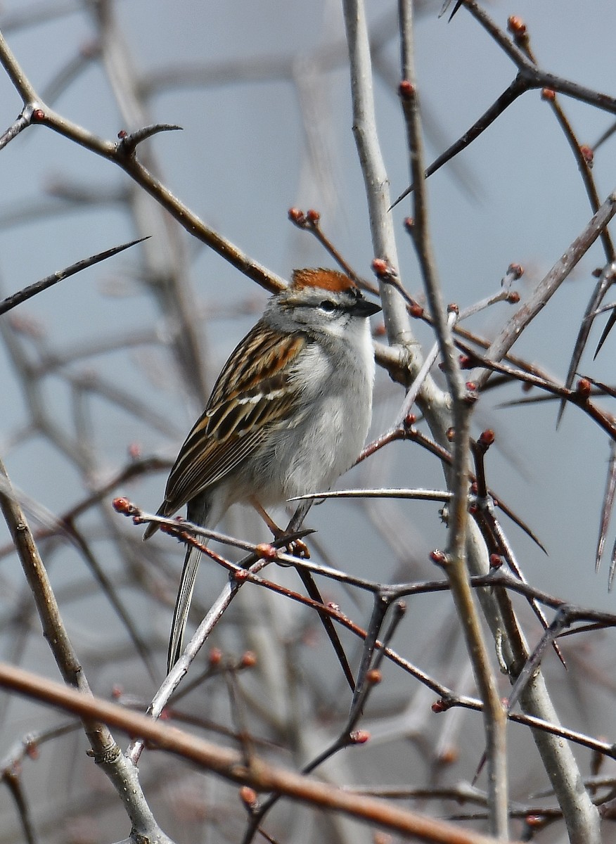 Chipping Sparrow - ML154244261