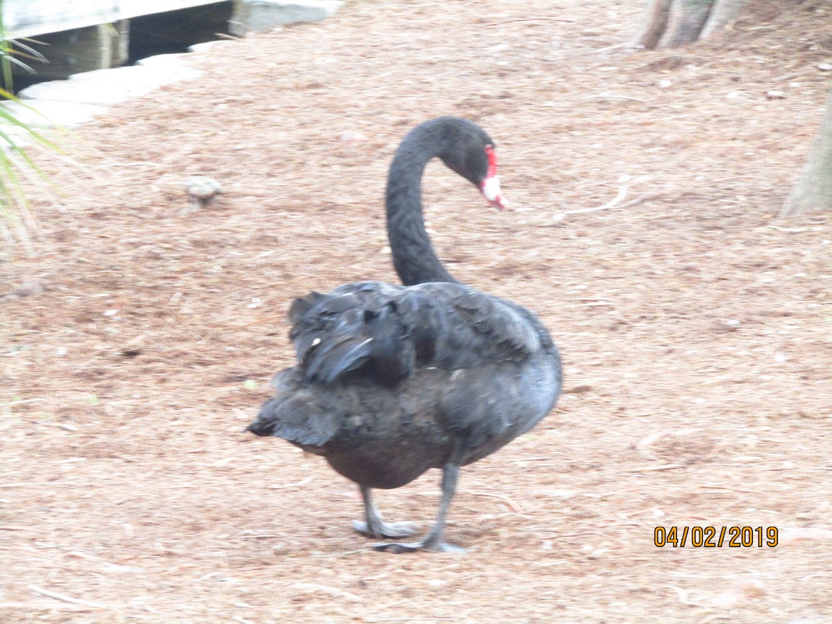 Black Swan - ML154247061