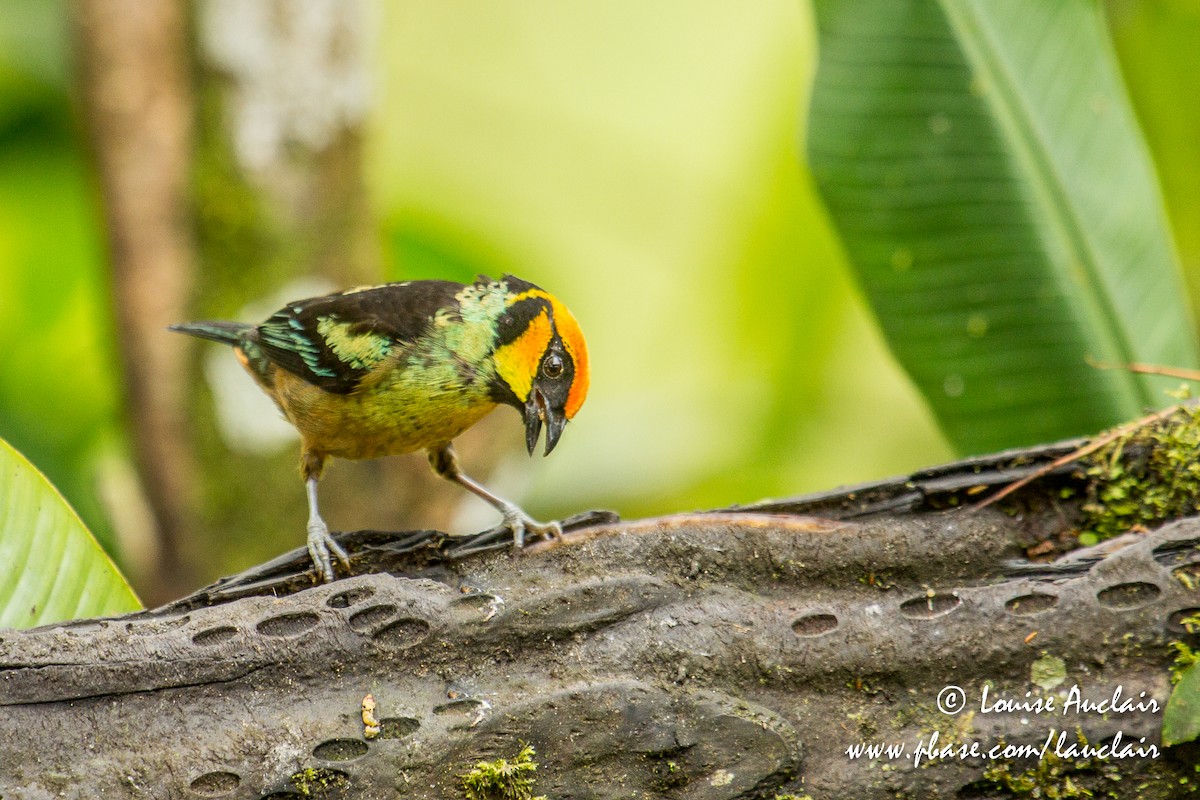 Flame-faced Tanager - ML154248431
