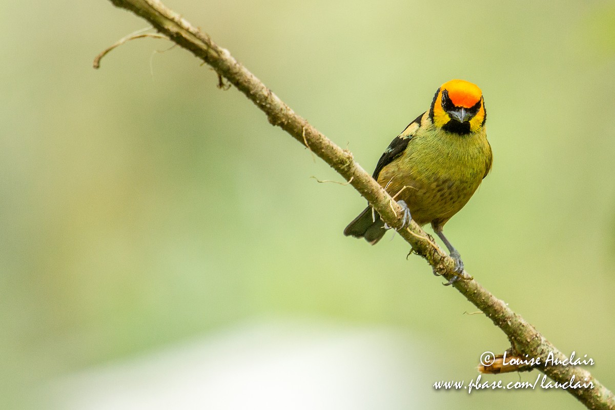 Flame-faced Tanager - ML154249551