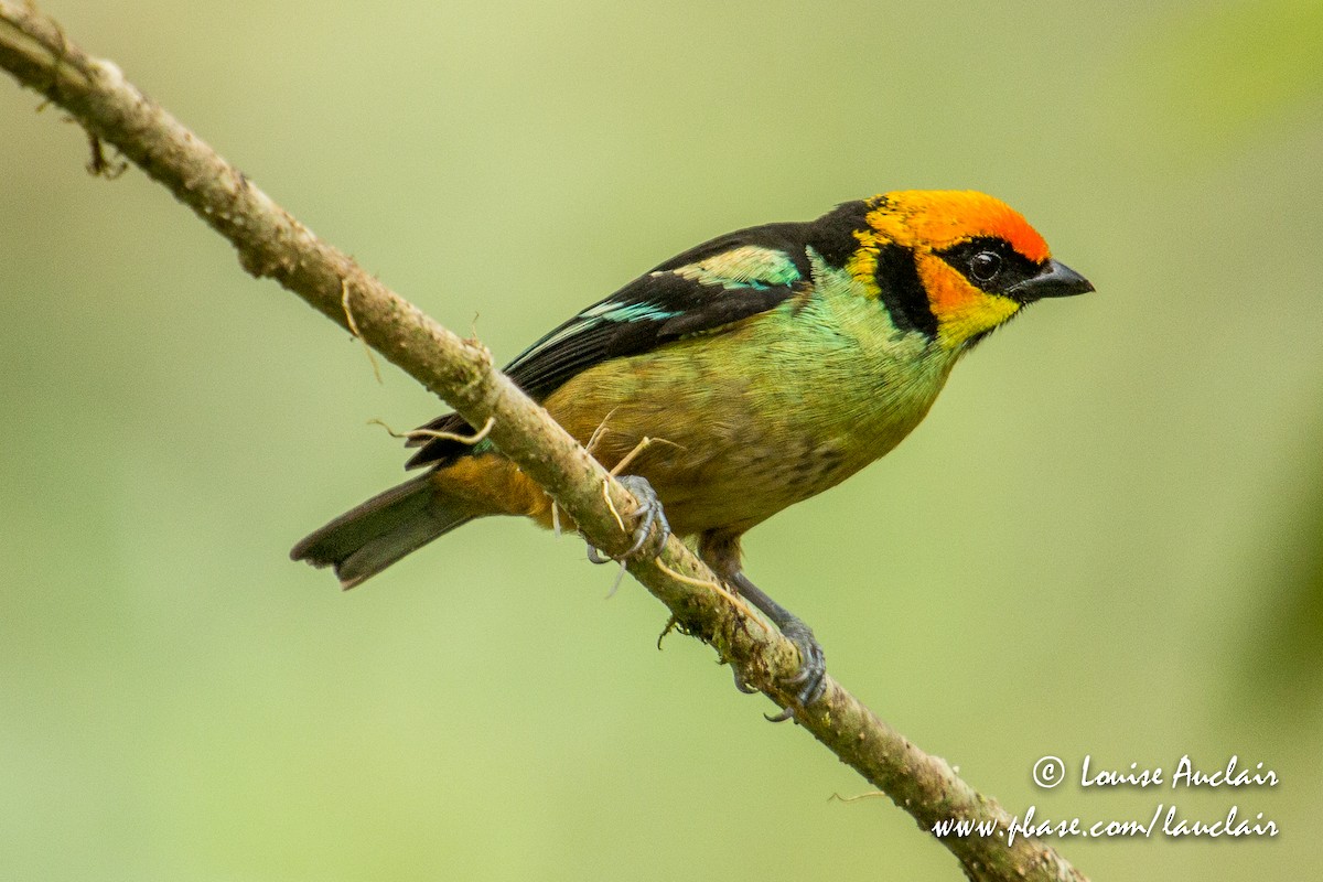 Flame-faced Tanager - ML154249561