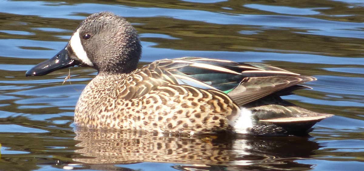 Blue-winged Teal - ML154255051